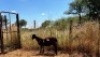 1X MEATMASTER OOI/EWE Thaba Meatmasters - 6