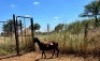 1X MEATMASTER OOI/EWE Thaba Meatmasters - 8