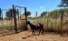 1X MEATMASTER OOI/EWE Thaba Meatmasters - 9