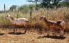 2X MEATMASTER OOI/EWE Thaba Meatmasters (x Money) - 2