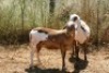 2X MEATMASTER OOI/EWE Thaba Meatmasters (x Money) - 4