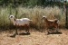 2X MEATMASTER OOI/EWE Thaba Meatmasters (x Money) - 5