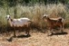 2X MEATMASTER OOI/EWE Thaba Meatmasters (x Money) - 6