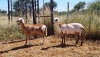 2X MEATMASTER OOI/EWE Thaba Meatmasters (x Money) - 9