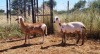 2X MEATMASTER OOI/EWE Thaba Meatmasters (x Money) - 10