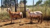 2X MEATMASTER OOI/EWE Thaba Meatmasters (x Money) - 11