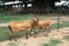 2X MEATMASTER OOI/EWE J-Afrika Meatmasters (x Money) - 2