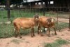 2X MEATMASTER OOI/EWE J-Afrika Meatmasters (x Money) - 3