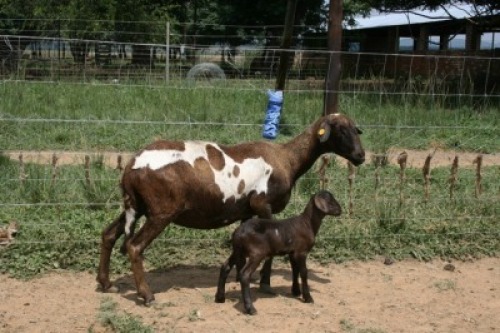 2+2X MEATMASTER OOI/EWE J-Afrika Meatmasters (x Money)
