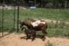 2+2X MEATMASTER OOI/EWE J-Afrika Meatmasters (x Money) - 2