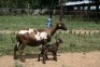 2+2X MEATMASTER OOI/EWE J-Afrika Meatmasters (x Money) - 3