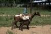 2+2X MEATMASTER OOI/EWE J-Afrika Meatmasters (x Money) - 4