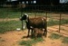 2+2X MEATMASTER OOI/EWE J-Afrika Meatmasters (x Money) - 5