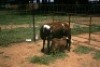 2+2X MEATMASTER OOI/EWE J-Afrika Meatmasters (x Money) - 6