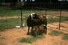 2+2X MEATMASTER OOI/EWE J-Afrika Meatmasters (x Money) - 7