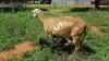 1X MEATMASTER OOI/EWE Thaba Meatmasters - 8