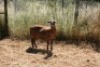1X MEATMASTER OOI/EWE Thaba Meatmasters - 2