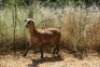 1X MEATMASTER OOI/EWE Thaba Meatmasters - 7