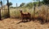 1X MEATMASTER OOI/EWE Thaba Meatmasters - 11