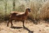 1X MEATMASTER OOI/EWE Thaba Meatmasters - 14
