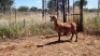 1X MEATMASTER OOI/EWE Thaba Meatmasters - 15