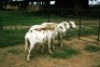 3X MEATMASTER OOI/EWE J-Afrika Meatmasters (x Money)
