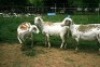 3X MEATMASTER OOI/EWE J-Afrika Meatmasters (x Money) - 4