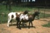 1X MEATMASTER OOI/EWE J-Afrika Meatmasters - 3
