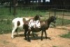 1X MEATMASTER OOI/EWE J-Afrika Meatmasters - 4