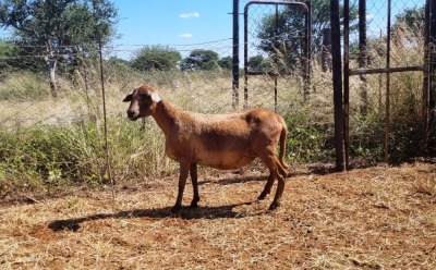 1X MEATMASTER OOI/EWE Thaba Meatmasters