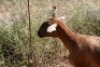 1X MEATMASTER OOI/EWE Thaba Meatmasters - 2