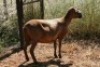 1X MEATMASTER OOI/EWE Thaba Meatmasters - 4