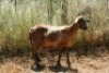 1X MEATMASTER OOI/EWE Thaba Meatmasters - 6