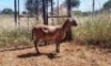 1X MEATMASTER OOI/EWE Thaba Meatmasters - 10