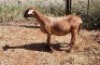 1X MEATMASTER OOI/EWE Thaba Meatmasters - 13