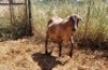 1X MEATMASTER OOI/EWE Thaba Meatmasters - 14
