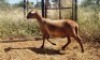 1X MEATMASTER OOI/EWE Thaba Meatmasters - 15