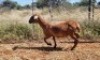 1X MEATMASTER OOI/EWE Thaba Meatmasters - 16