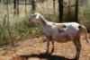 1X MEATMASTER OOI/EWE Thaba Meatmasters