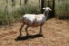 1X MEATMASTER OOI/EWE Thaba Meatmasters - 2