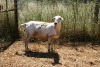 1X MEATMASTER OOI/EWE Thaba Meatmasters - 6