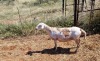 1X MEATMASTER OOI/EWE Thaba Meatmasters - 8