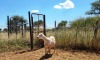 1X MEATMASTER OOI/EWE Thaba Meatmasters - 11