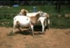 3X MEATMASTER OOI/EWE J-Afrika Meatmasters (x Money)