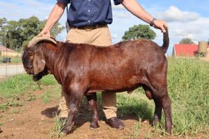 LOT 11 1X RAM Bonisa Reds KUDDE