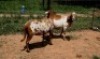 2X MEATMASTER OOI/EWE J-Afrika Meatmasters (x Money) - 3