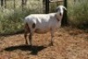 1X MEATMASTER OOI/EWE Thaba Meatmasters