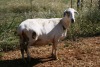 1X MEATMASTER OOI/EWE Thaba Meatmasters - 2