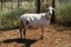 1X MEATMASTER OOI/EWE Thaba Meatmasters - 5