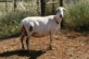 1X MEATMASTER OOI/EWE Thaba Meatmasters - 6